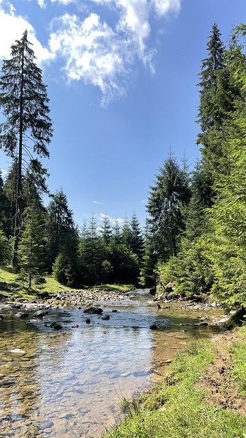 River meandering through the fir trees, stream in the middle of nature, crystal clear water, sunny day, fir forest, full of stones on the edge of the river, sunrays reflected in the water, blue sky, good place to camp
