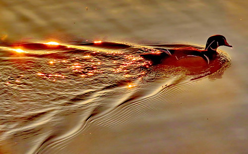 Wood duck sunset floating by teebreuq, 