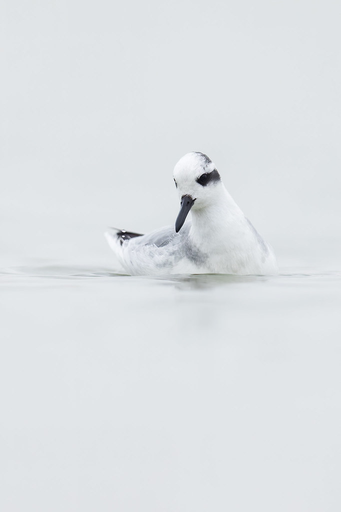 Phalaropus fulicarius | Red Phalarope | brednäbbad simsnäppa