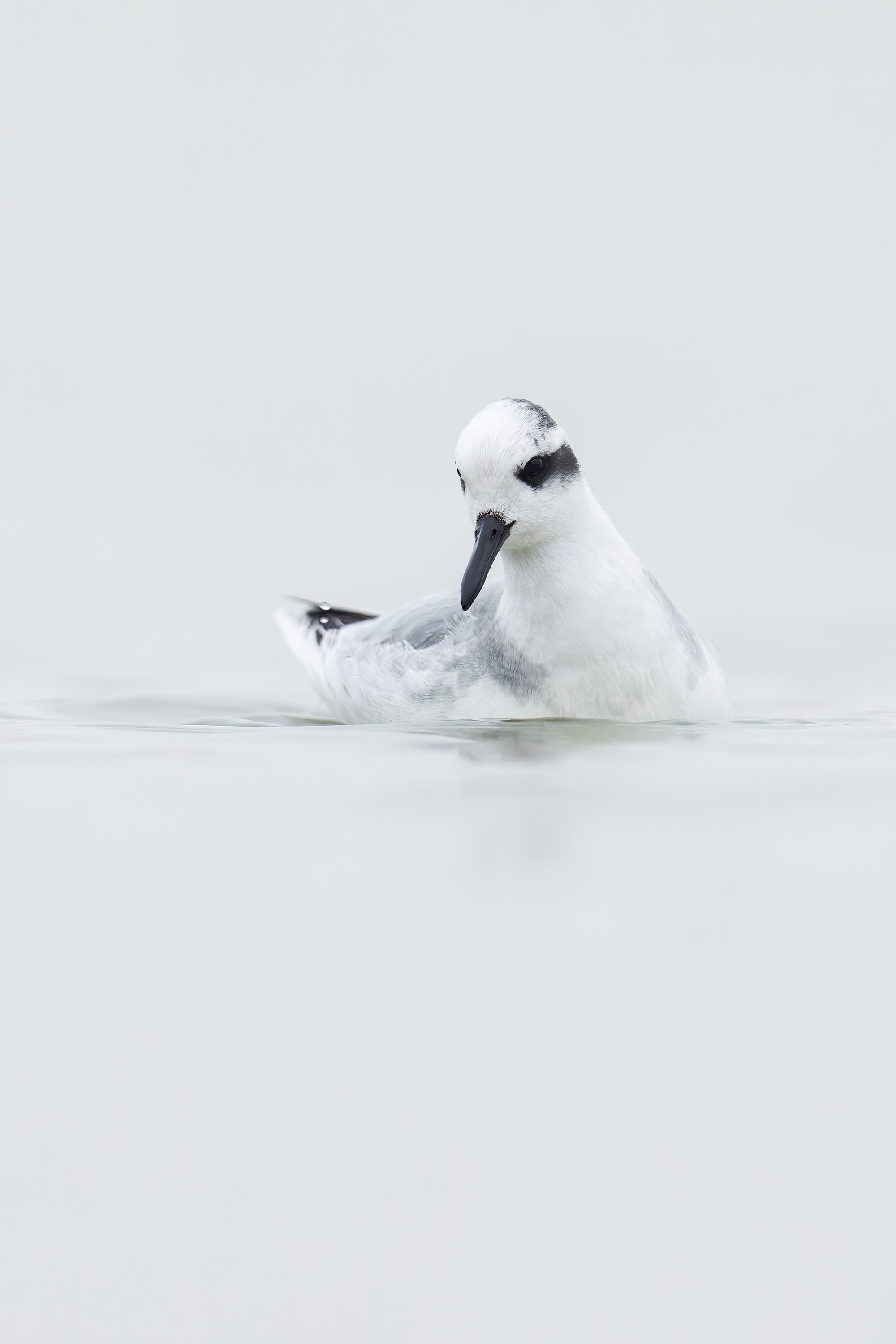 Phalaropus fulicarius | Red Phalarope | brednäbbad simsnäppa
