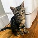 Papito is 3.5 months old and highly rambunctious! He's always running around looking for trouble to get into. He loves to play and use humans as his own personal jungle gym (or a bed when he's tired). He comes on a little strong with other cats but clearl