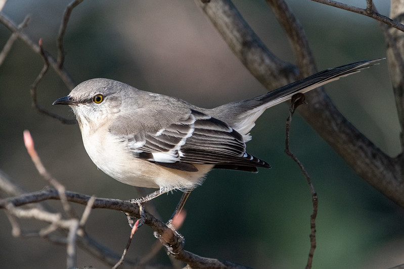 northern-mockingbird-4637