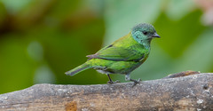 Black-capped Tanager - Female