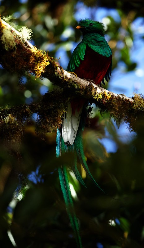 Resplendet Quetzal_Pharomachrus mocinno_Ascanio_Costa Rica_DZ3A6959