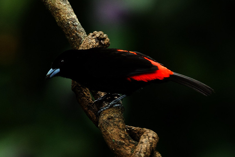 Scarlet-rumped Tanager_Ramphocelus passerinii_Ascanio_Costa Rica_DZ3A6296