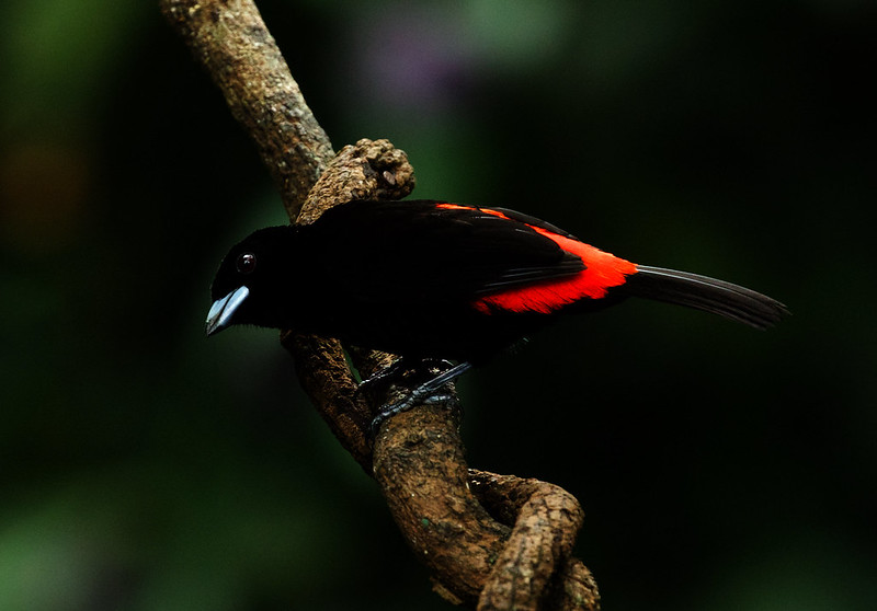 Scarlet-rumped Tanager_Ramphocelus passerinii_Ascanio_Costa Rica_DZ3A6294