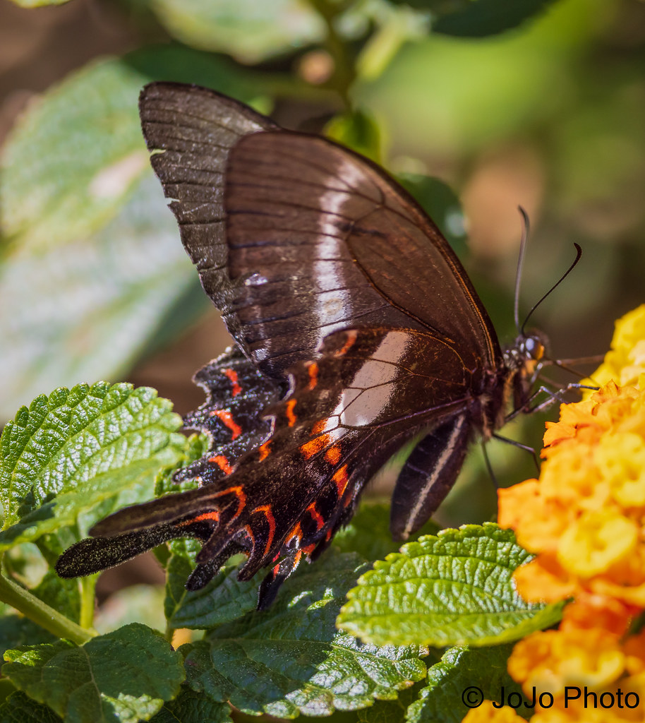 Swallowtail (Black) - Foz do Iguaçu, Brazil - 42