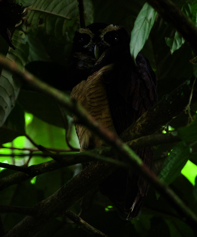 Spectaclecd Owl_Pulsatrix perpicillata_Ascanio_Costa Rica_DZ3A6196