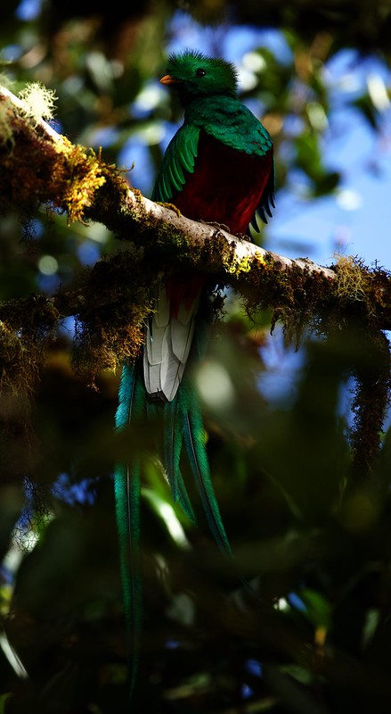 Resplendet Quetzal_Pharomachrus mocinno_Ascanio_Costa Rica_DZ3A6952