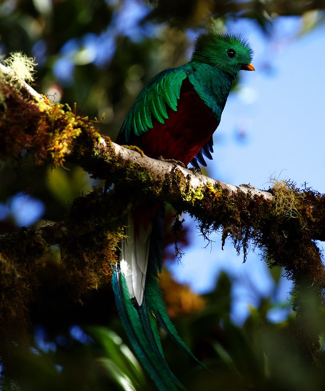 Resplendet Quetzal_Pharomachrus mocinno_Ascanio_Costa Rica_DZ3A6938