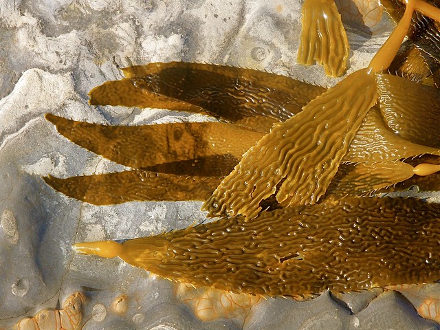 Bull Kelp, Pt. Lobos State Reserve, California, 12-07-13