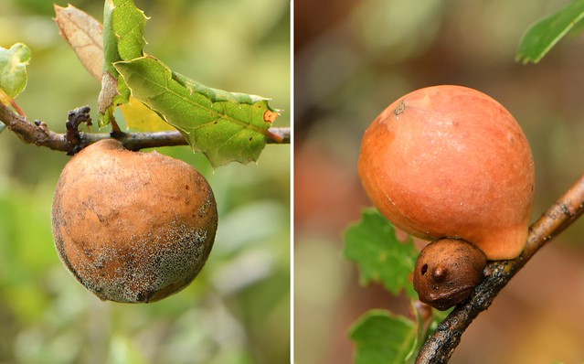 Galls of the California Gall Wasp and the Live Oak Apple Gall Wasp on different oaks