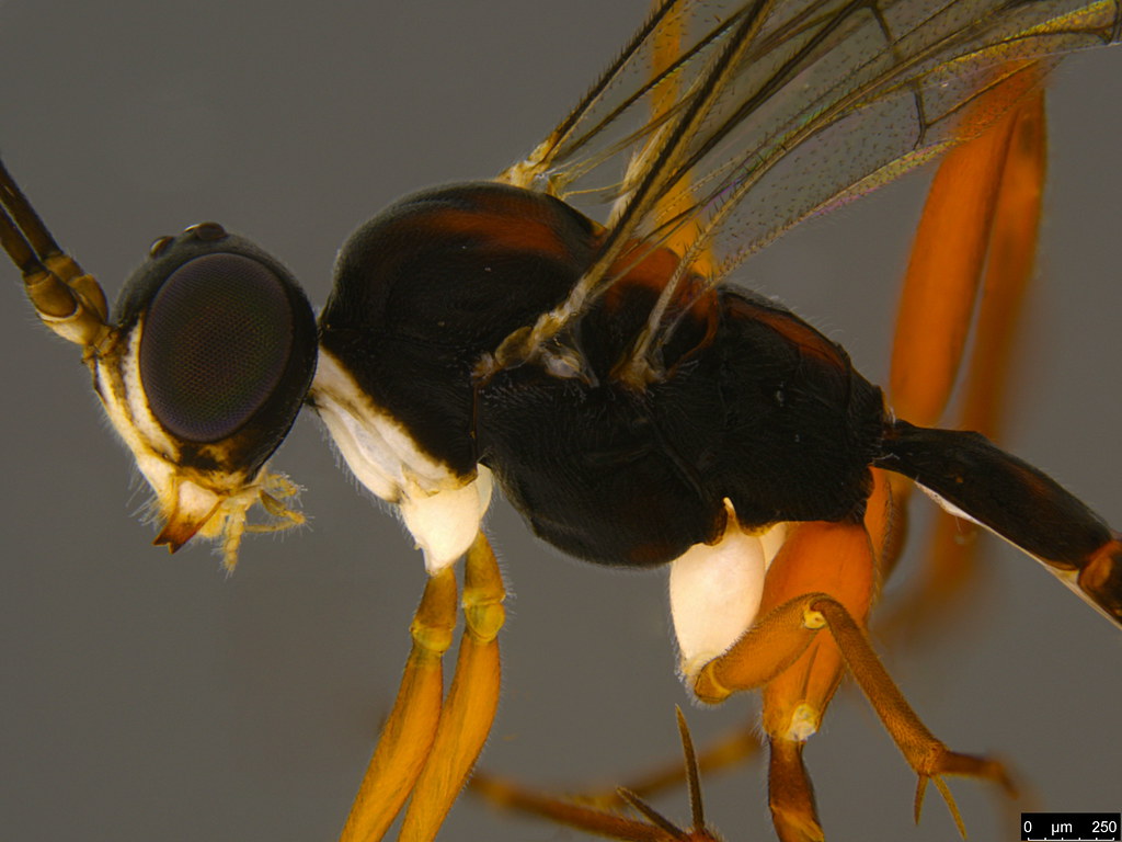 2b - Ichneumonidae sp.