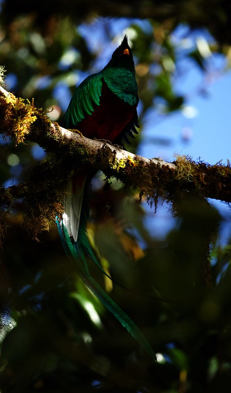 Resplendet Quetzal_Pharomachrus mocinno_Ascanio_Costa Rica_DZ3A6966
