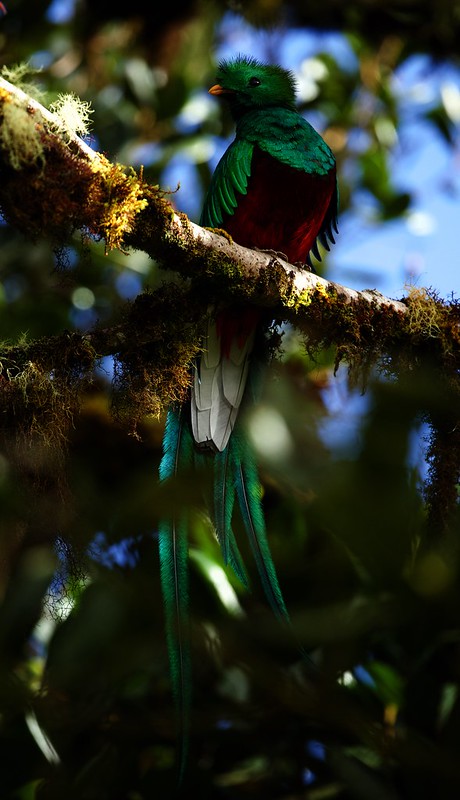 Resplendet Quetzal_Pharomachrus mocinno_Ascanio_Costa Rica_DZ3A6951