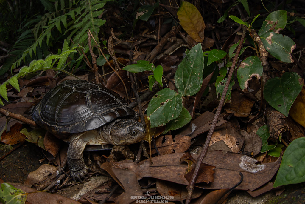 Pelusios sp. | Inglourious Reptiles | Flickr