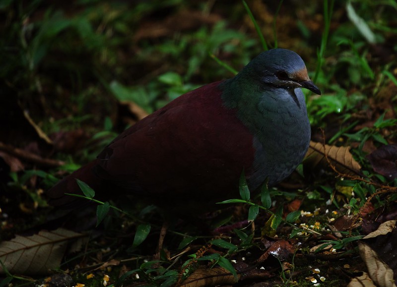 Buff-fronted Quail-Dove_Zentrygon costaricensis_Ascanio_Costa Rica_DZ3A7414