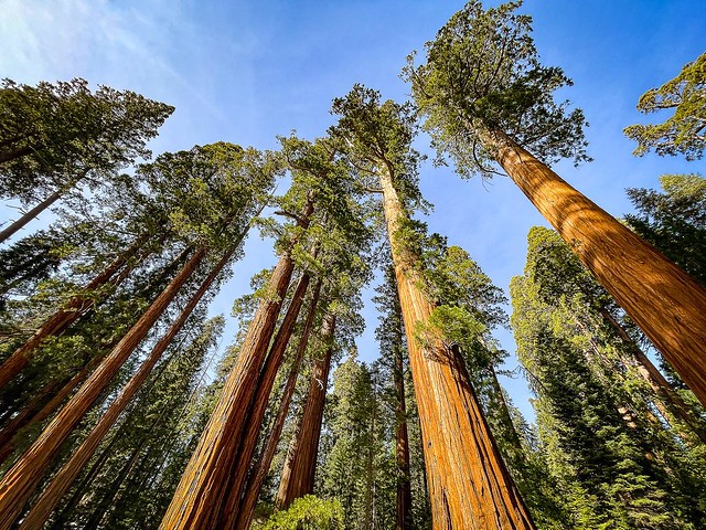 Technically known as: Sequoiadendron Giganteum. I’ve had to abandon my #1 tenet of photography, which is to maintain visual verticality/parallelism, because it is literally impossible with trees this big. @sequoiakingsnps #sequoianationalpark #giant #sequ