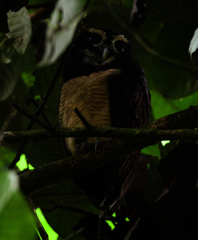 Spectaclecd Owl_Pulsatrix perpicillata_Ascanio_Costa Rica_DZ3A6207