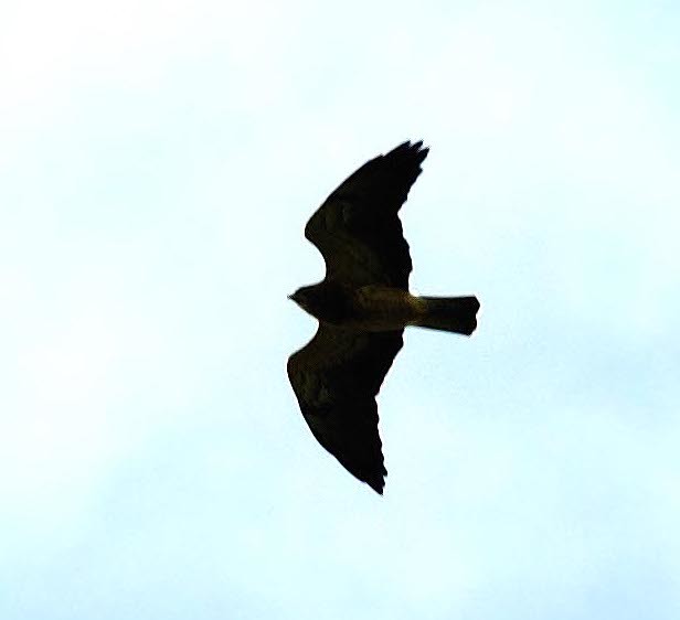 Red-tailed Hawk_Buteo jamaicensis_Ascanio_Costa Rica_DZ3A5861