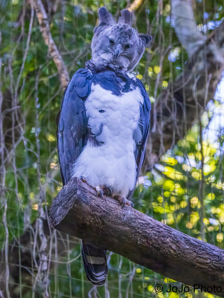 Eagle (Harpy) - Foz do Iguaçu, Brazil - 67