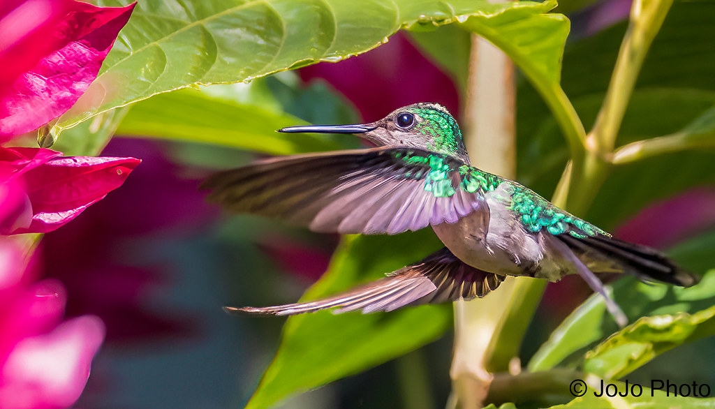 Forest Hummingbird - Foz do Iguaçu, Brazil - 43