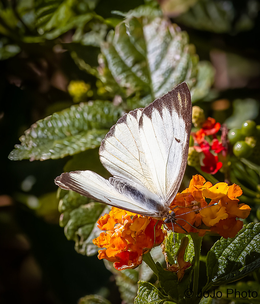 Great Southern White Butterfly - Foz do Iguaçu, Brazil - 36
