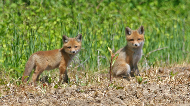 RED FOX CUBS