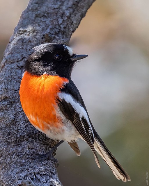 Scarlet Robin. Found this handsome fellow near Blackheath, NSW. #scarletrobin #birdlovers