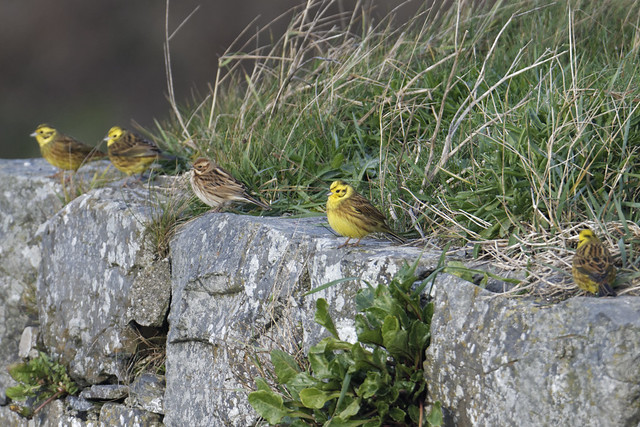 Yellowhammers and Reed Bunting