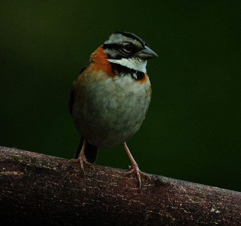 Rufous-collared Sparrow_Zonotrichia capensis_Ascanio_Costa Rica_DZ3A7105