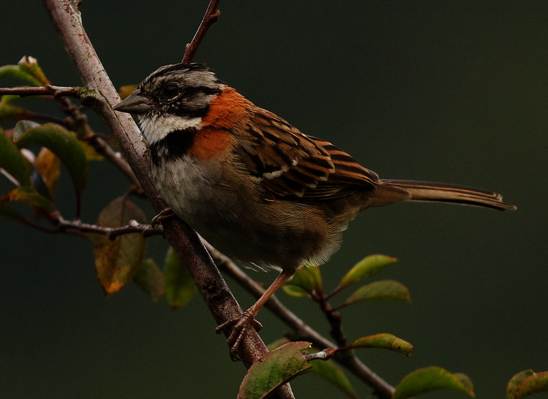 Rufous-collared Sparrow_Zonotrichia capensis_Ascanio_Costa Rica_DZ3A7083