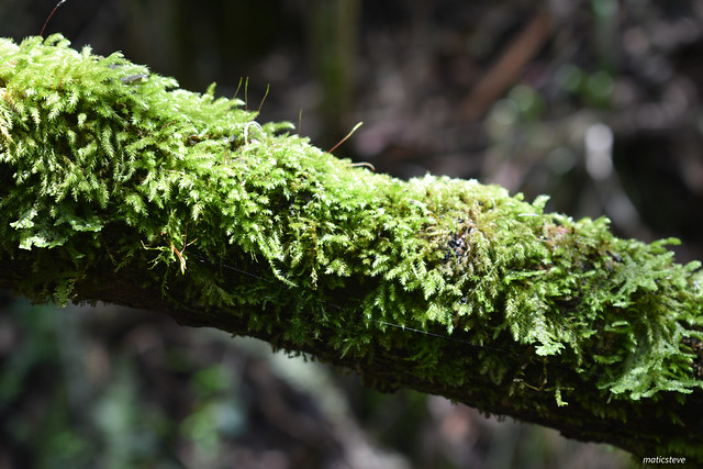 Moss Covered Tree Branch