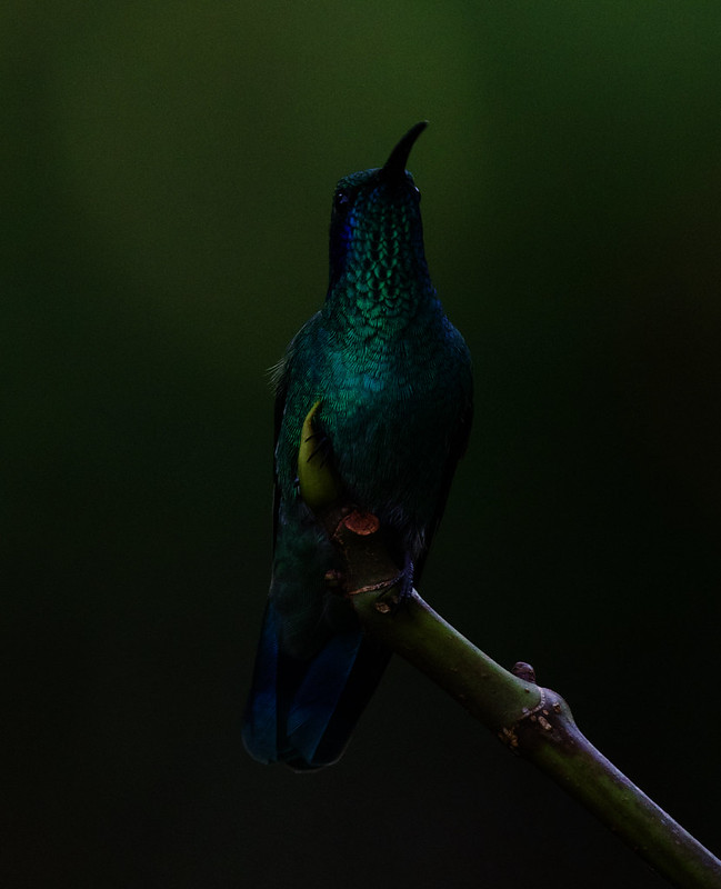 Lesser Violetear_Colibri cyanotus_Ascanio_Costa Rica_DZ3A7200