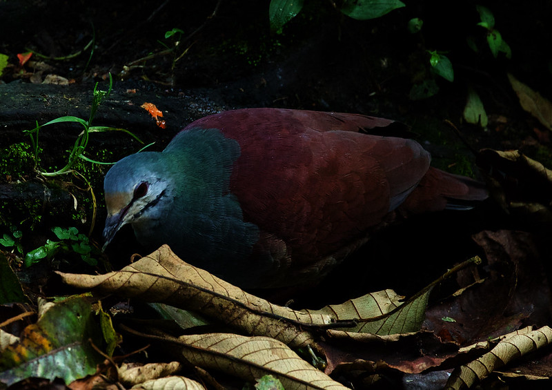 Buff-fronted Quail-Dove_Zentrygon costaricensis_Ascanio_Costa Rica_DZ3A7519