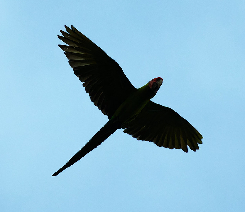 Great Green Macaw_Ara ambiguus_Ascanio_Costa Rica_DZ3A6445