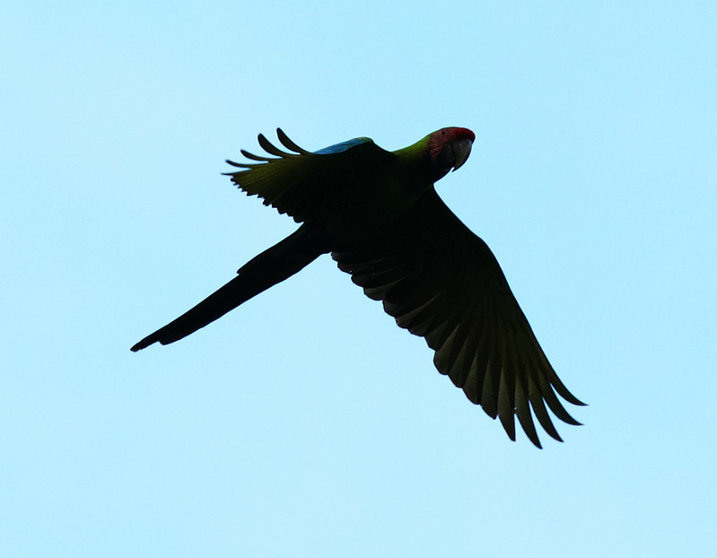 Great Green Macaw_Ara ambiguus_Ascanio_Costa Rica_DZ3A6431
