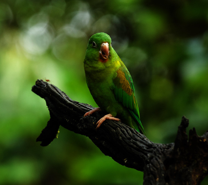 Orange-chinned Parakeet_Brotogeris jugularis_Ascanio_Costa Rica_DZ3A6029