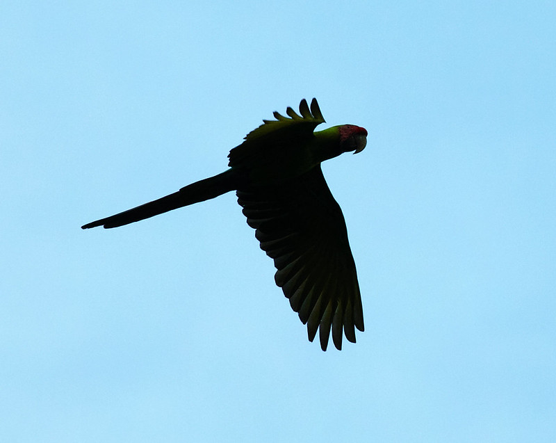 Great Green Macaw_Ara ambiguus_Ascanio_Costa Rica_DZ3A6438