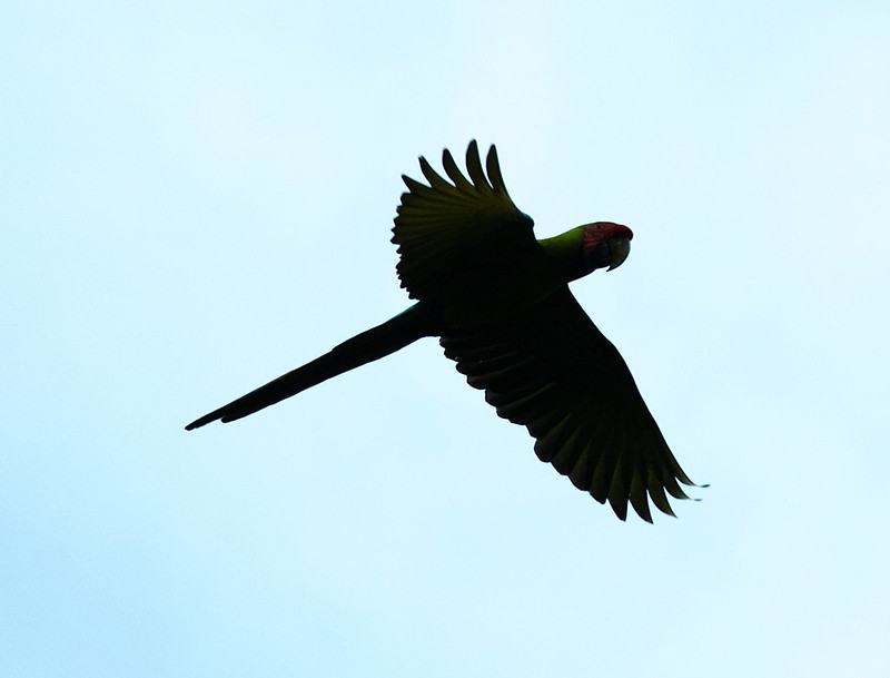 Great Green Macaw_Ara ambiguus_Ascanio_Costa Rica_DZ3A6435