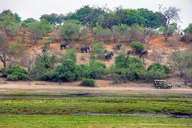 Elephants at Chobe.
