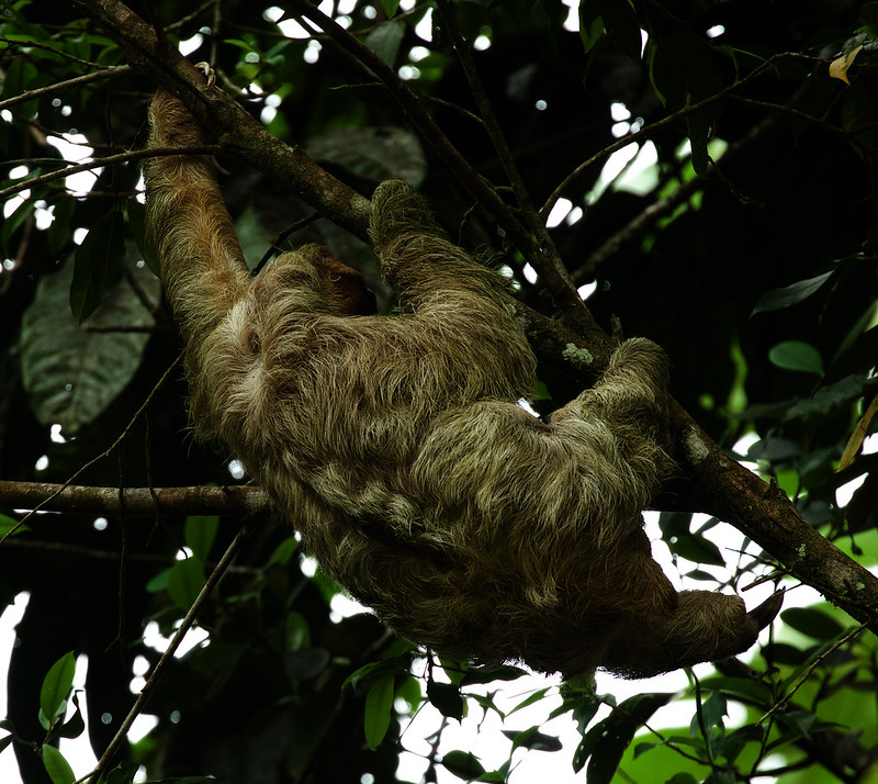 Three-toed Sloth_Bradypus variegatus_Ascanio_Costa Rica_DZ3A6363