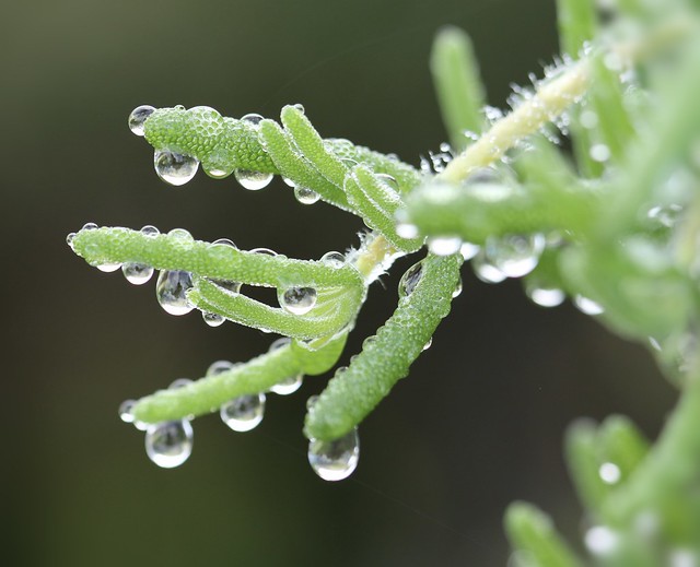 Dew Drops,Prudence California