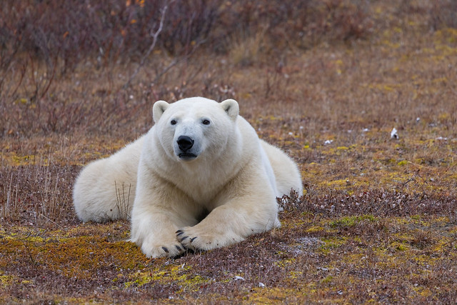 Polar Bear-RR5_6052