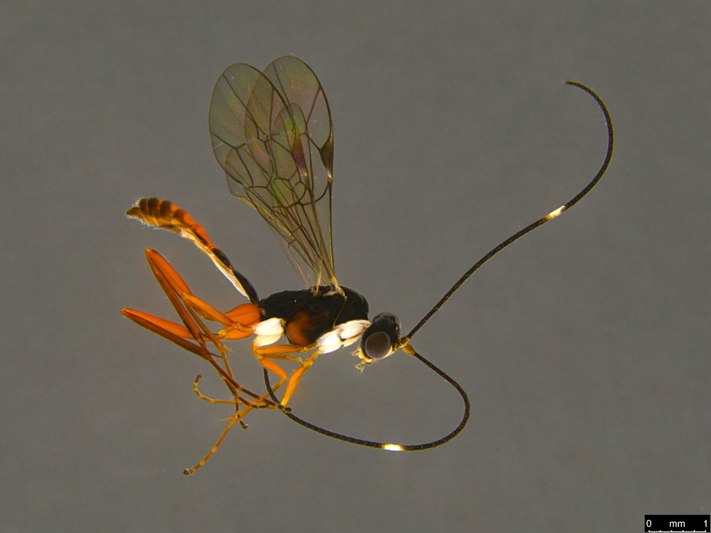 1a - Ichneumonidae sp.