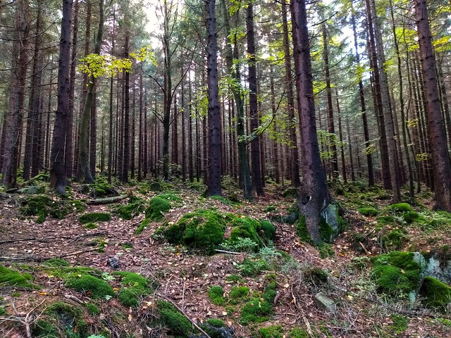 Forest in Sudetes. Las w Sudetach. Poland