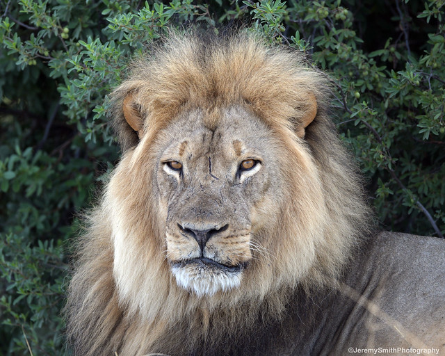Lions, Panthera Leo (Explored), Ngweshla, Hwange National Park, Zimbabwe