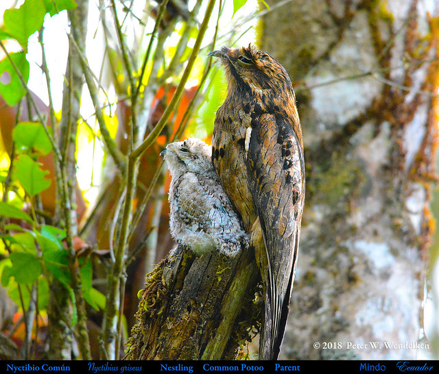 COMMON POTOO BABY & ADULT. Nyctibius griseus near Mindo in Northwestern Ecuador. Photo by Peter Wendelken.