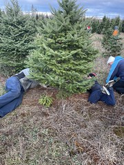 2022, December 4. Christmas tree hunting!