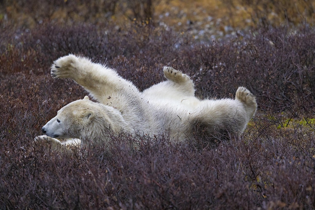Polar Bear-RR5_4451